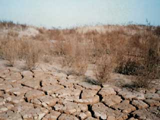 干涸的湿地（吕宪国摄）