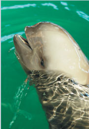 江豚(张翼飞摄)