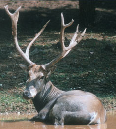 麋鹿(郭玉民摄)
