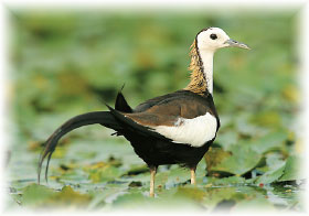 水雉(郑永富摄)